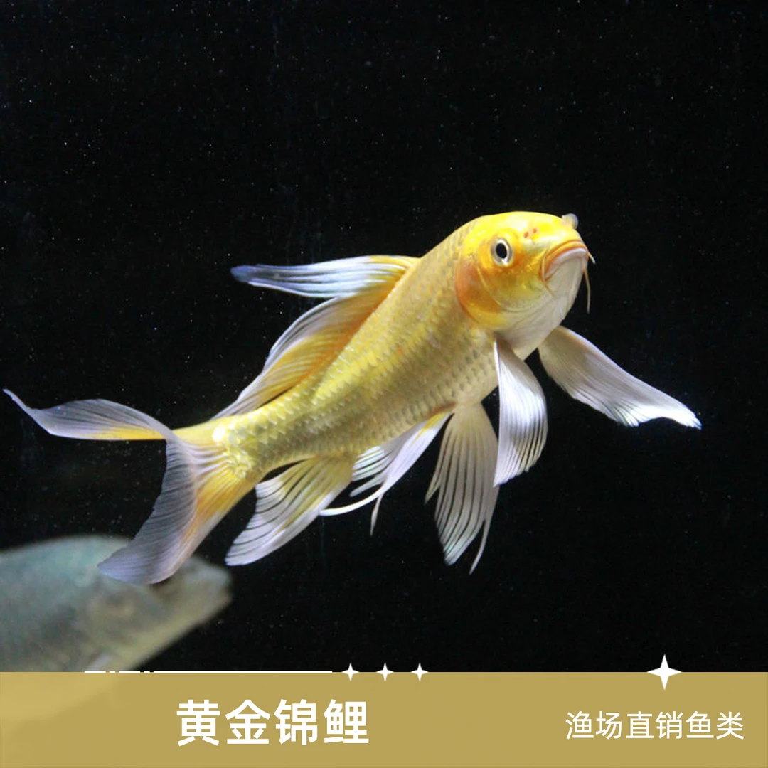渔场直销黄金观赏鱼红白大正三色白金锦鲤观赏淡水鱼活体【昆明】