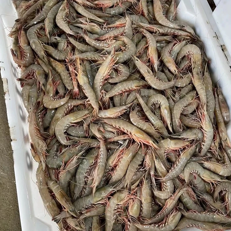 【东海野生中号滑皮虾3斤】1斤100头左右超低温锁鲜发货
