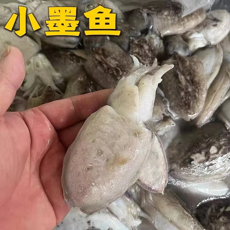 浙江东海小墨鱼鲜货现捕现捞小乌贼鱼新鲜墨鱼仔目鱼仔