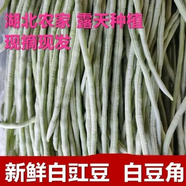 湖北特产新鲜本地长豆角白豇豆鲜嫩脆爽农家蔬菜现摘白玉缸青豆角