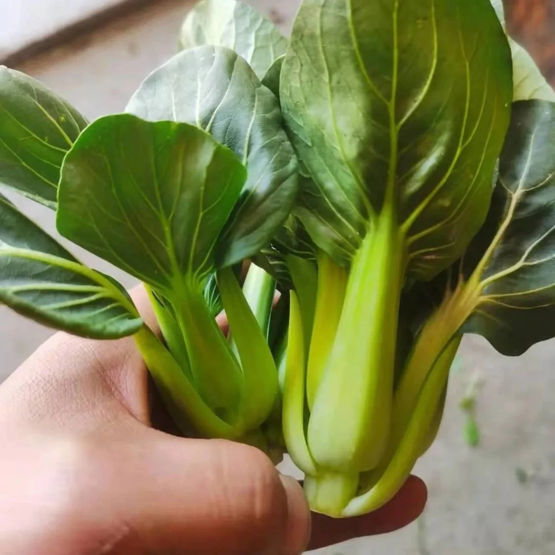 湖北农家露天打霜小白菜苏州青新鲜绿青菜孝感本地小青菜现摘现发