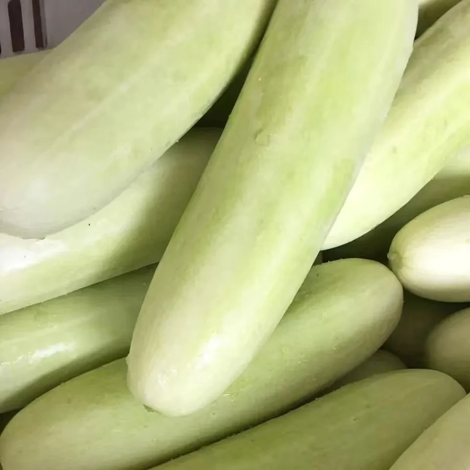 新鲜白黄瓜湖北农家露天蔬菜现摘白皮黄瓜鲜嫩黄瓜旱黄瓜煲汤黄瓜