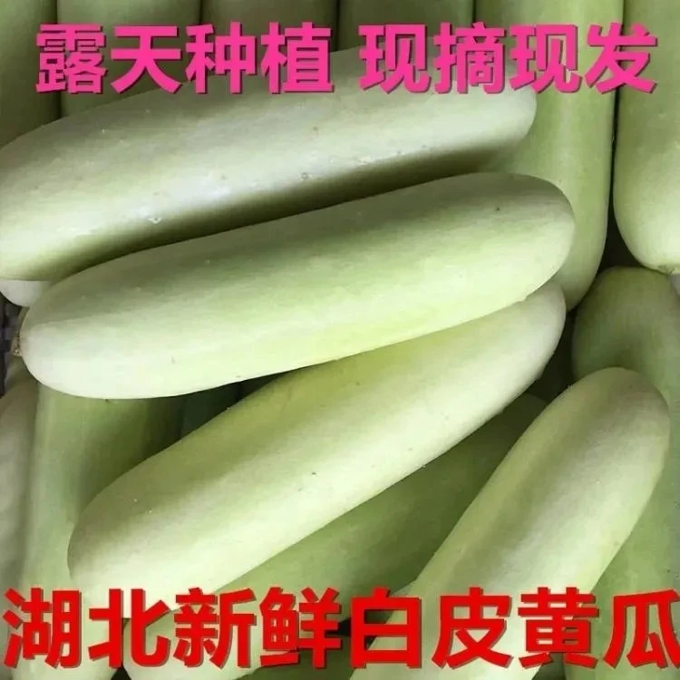 湖北特产新鲜黄瓜白玉黄瓜农家现摘现发露天种植白皮老黄瓜蔬菜