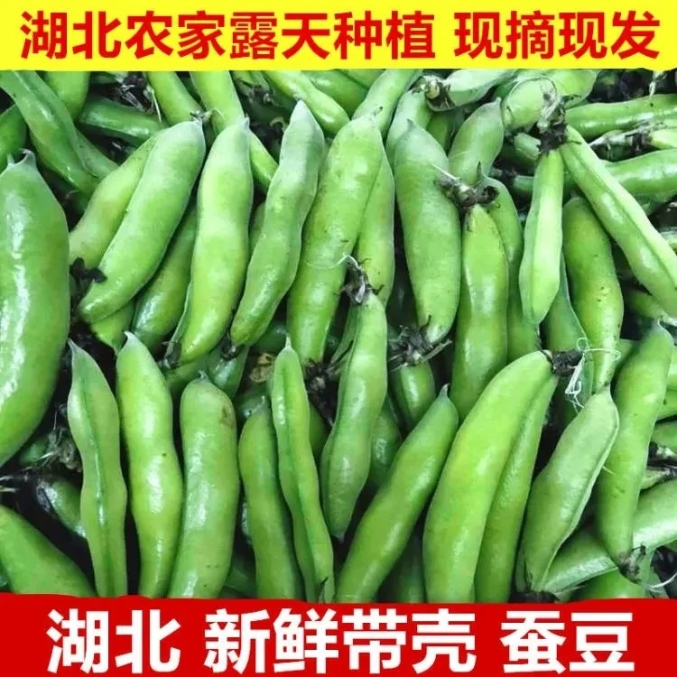 湖北农村露天自种带壳豌豆八巴果嫩甜豆荚胡豆现摘现发3/5斤包邮