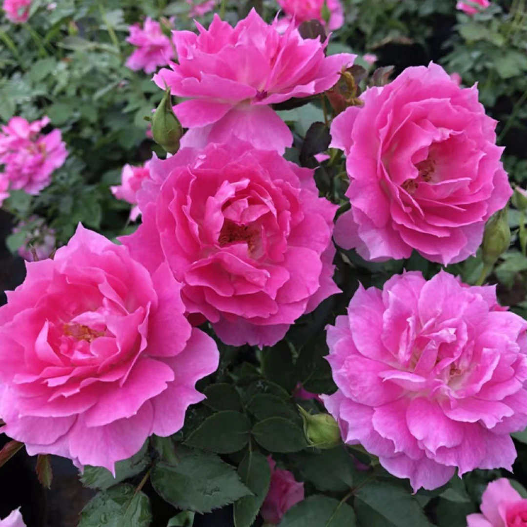 （1.5加仑）天方 月季花苗灌木阳台庭院花卉