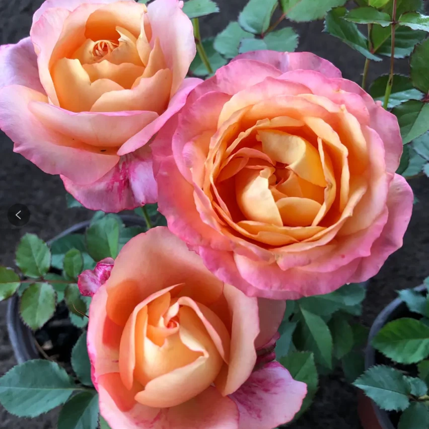 (一盆多颗)大花美人 月季花苗灌木阳台庭院花卉
