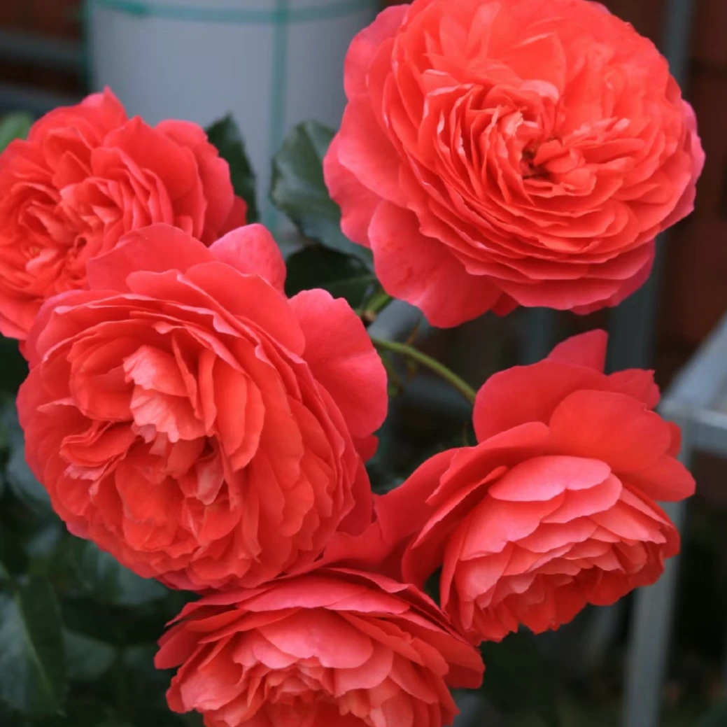 (一盆多颗)红果汁  花苗灌木庭院阳台花卉