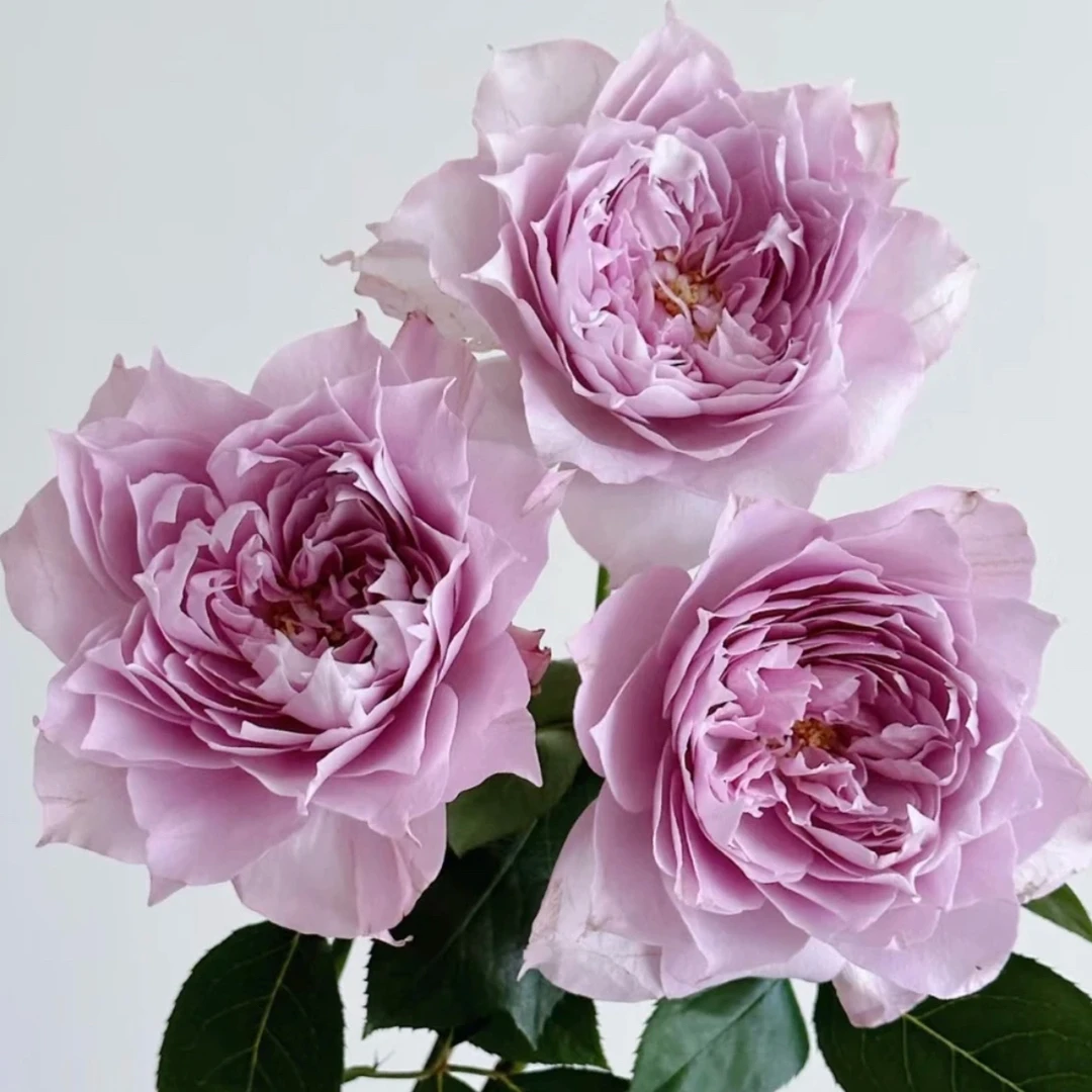 （1.5加仑）幻紫 月季花苗灌木阳台庭院花卉