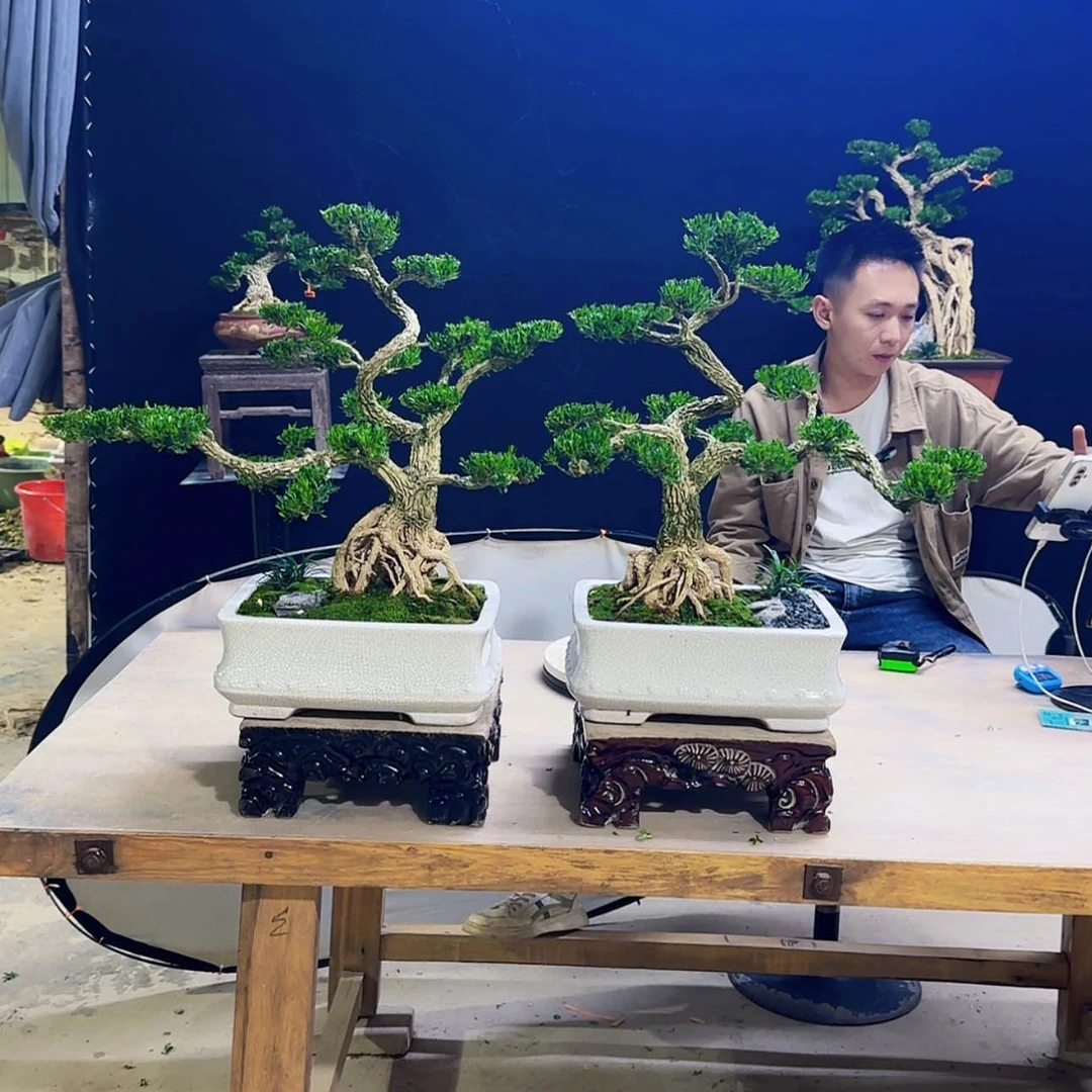 【闪购商品】高端盆景艺术作品