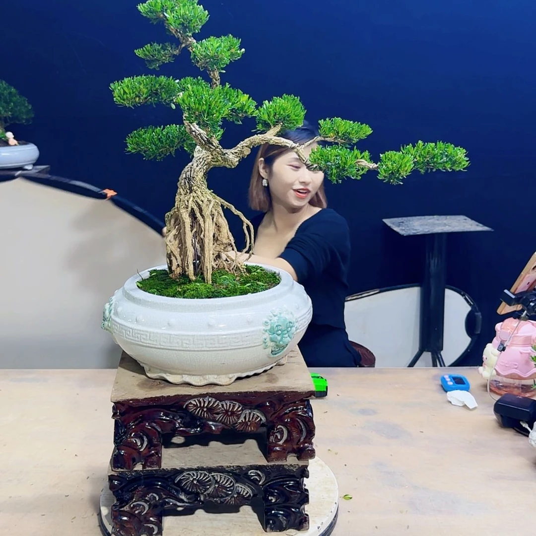 【闪购商品】高端黄杨盆景艺术