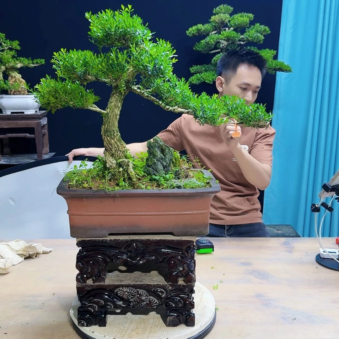 【闪购商品】高端盆景艺术作品