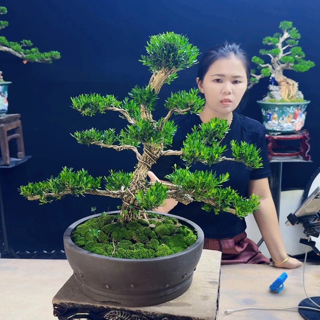 【闪购商品】高端盆景艺术作品