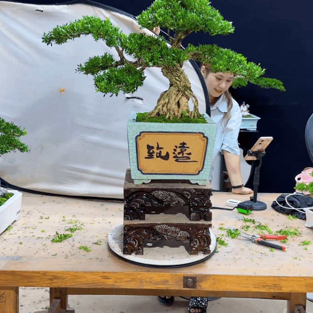 【闪购商品】高端盆景艺术作品