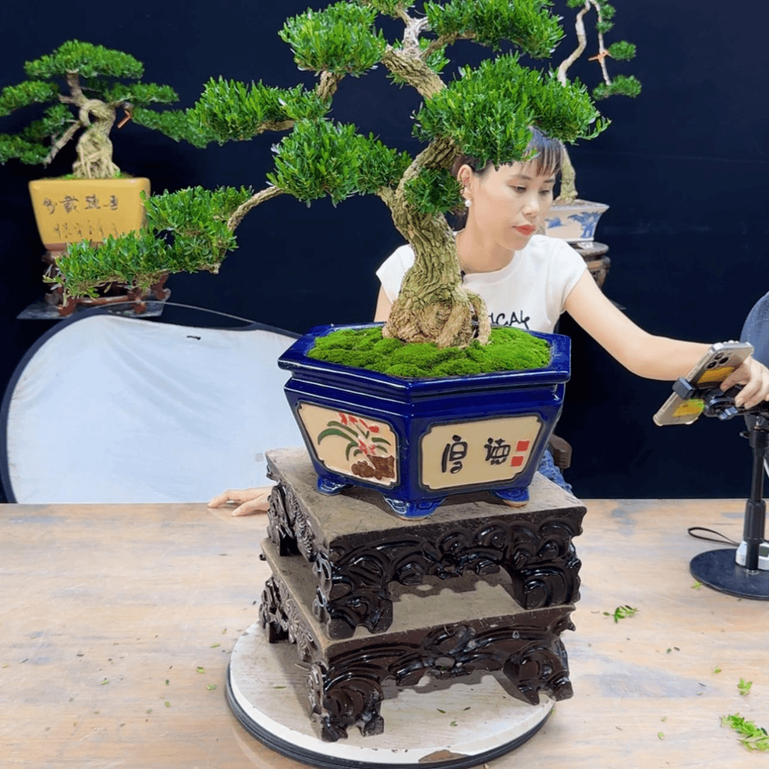 【闪购商品】高端黄杨盆景艺术