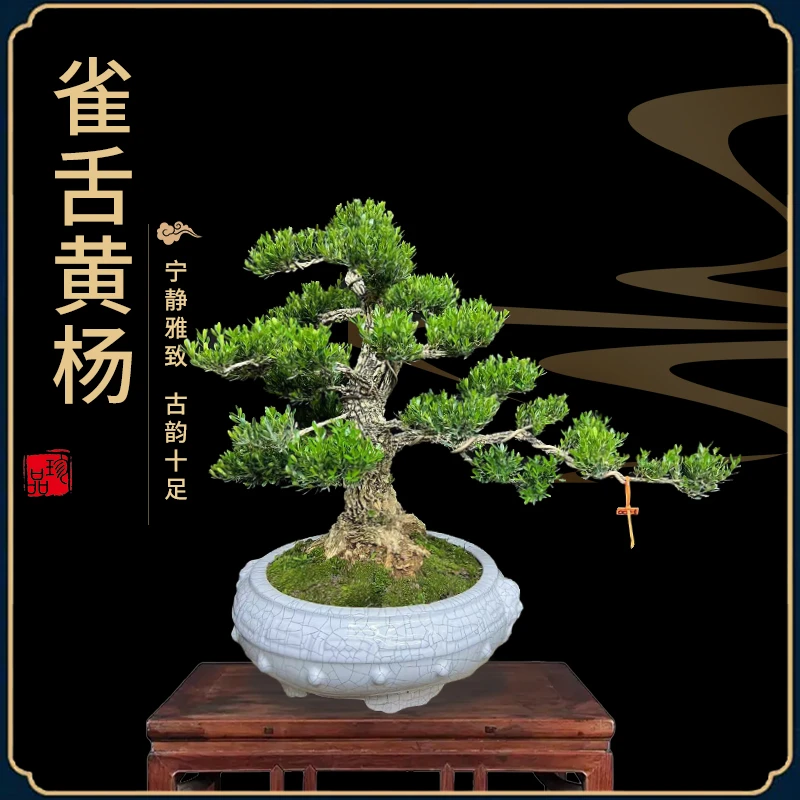 罗汉松山木香广东省皱皮绿植室内办公室造型盆景美观绿色大型植物