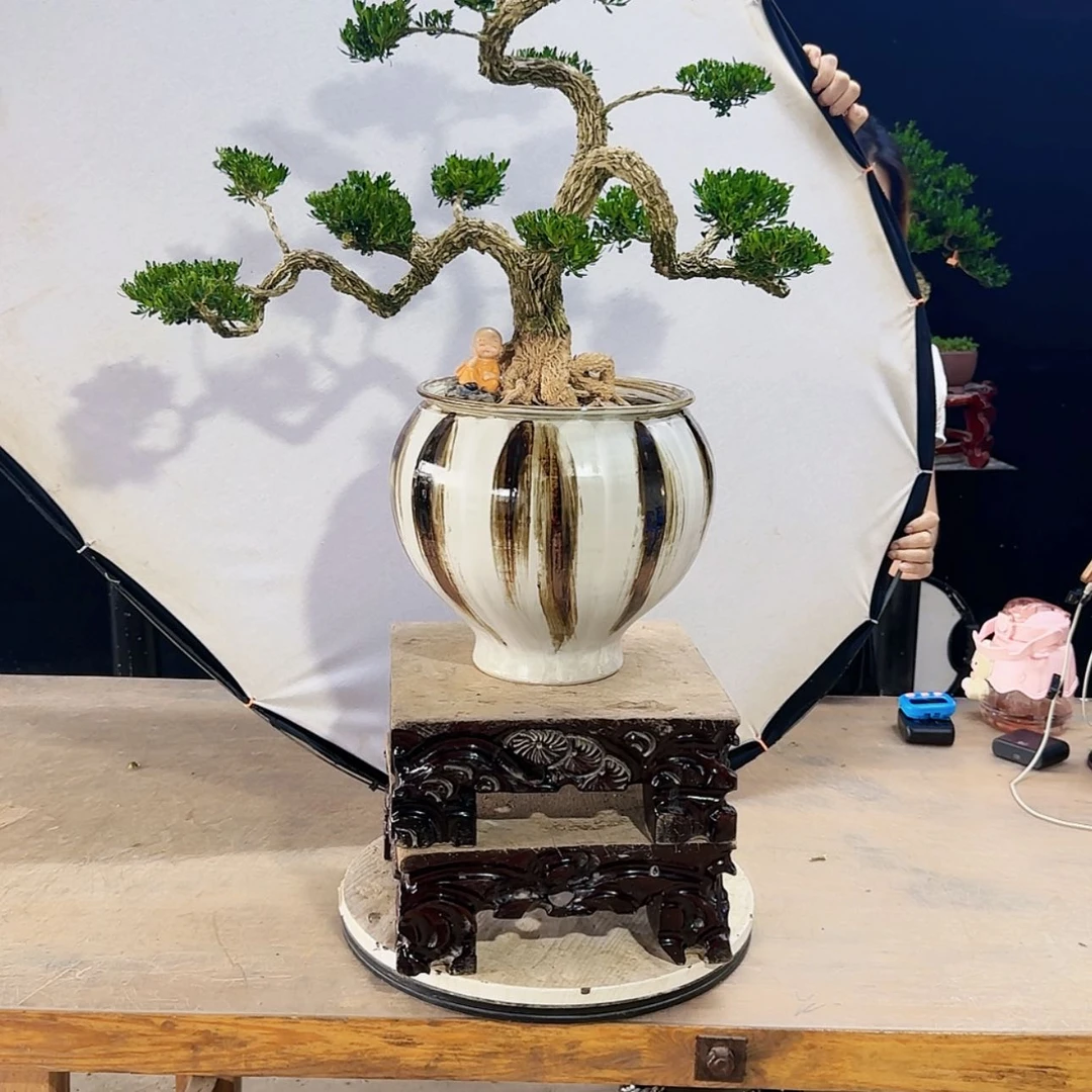 【闪购商品】高端盆景