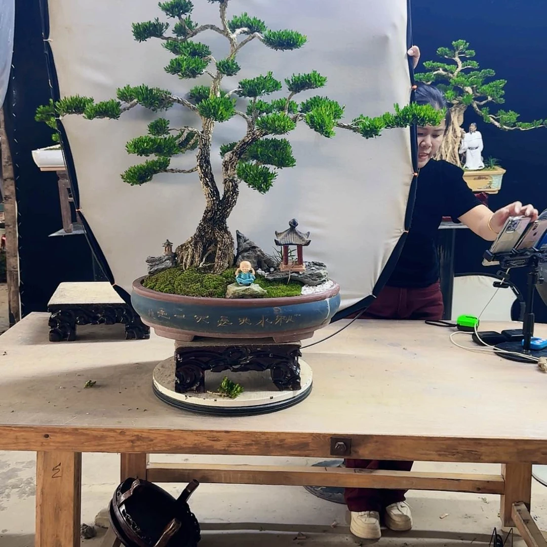 【闪购商品】高端盆景艺术