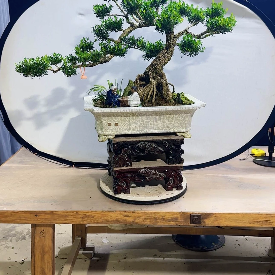 【闪购商品】高端盆景艺术作品