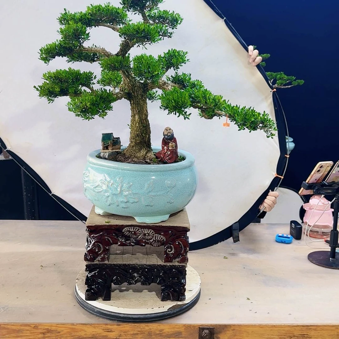 【闪购商品】高端黄杨盆景艺术沉****?