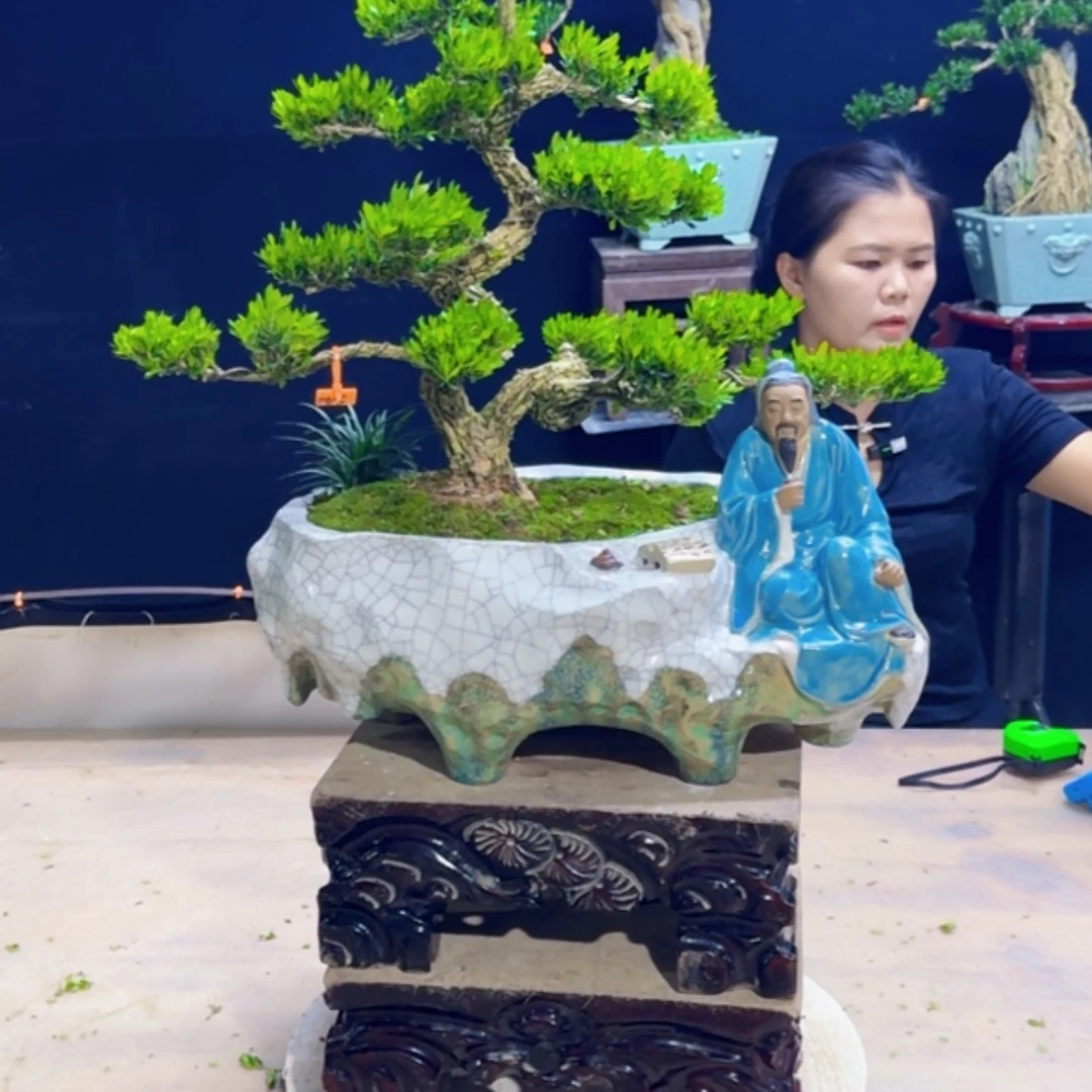 【闪购商品】高端盆景艺术作品