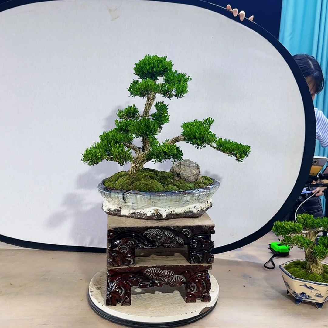【闪购商品】高端黄杨盆景艺术