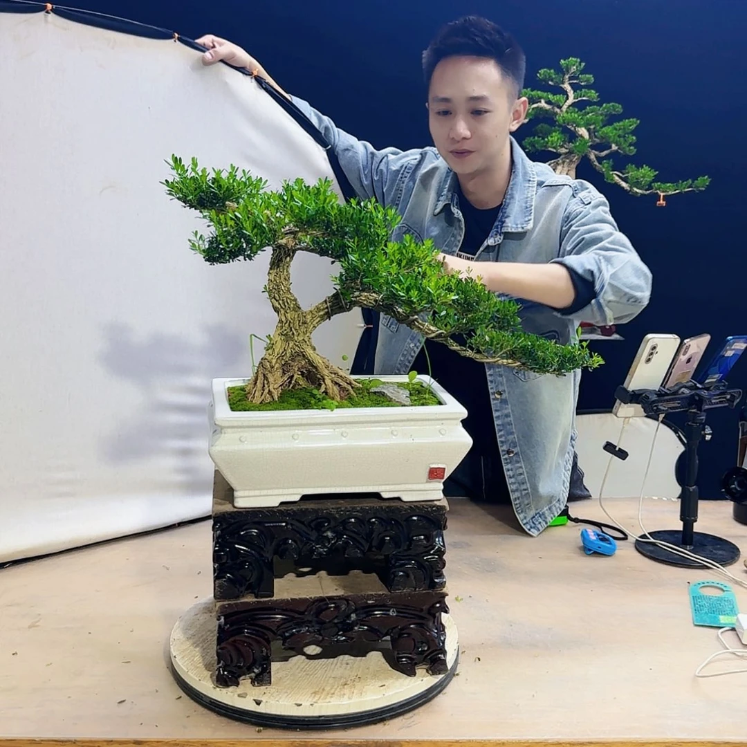 【闪购商品】高端黄杨盆景艺术