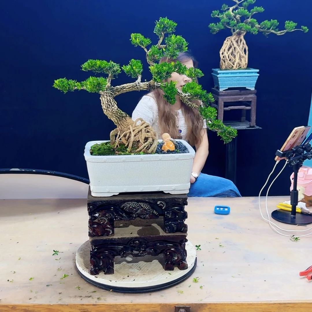 【闪购商品】高端盆景