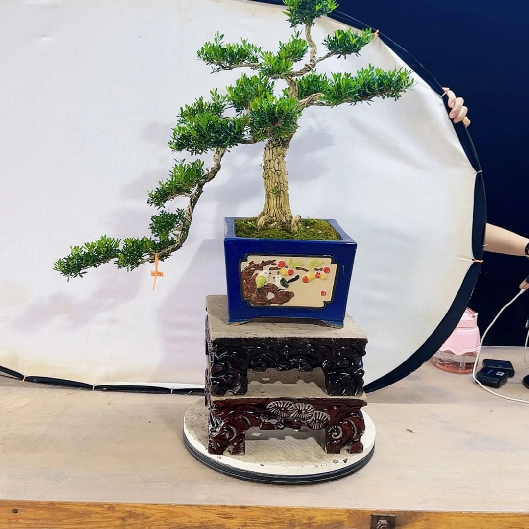 【闪购商品】高端盆景