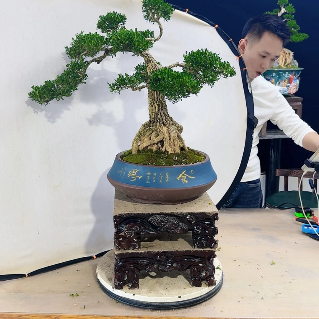 【闪购商品】高端盆景艺术作品