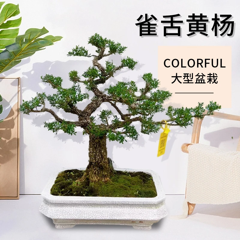 广东省皱皮雀舌黄杨盆栽绿植室内办公室养殖造型盆景美观清新植物