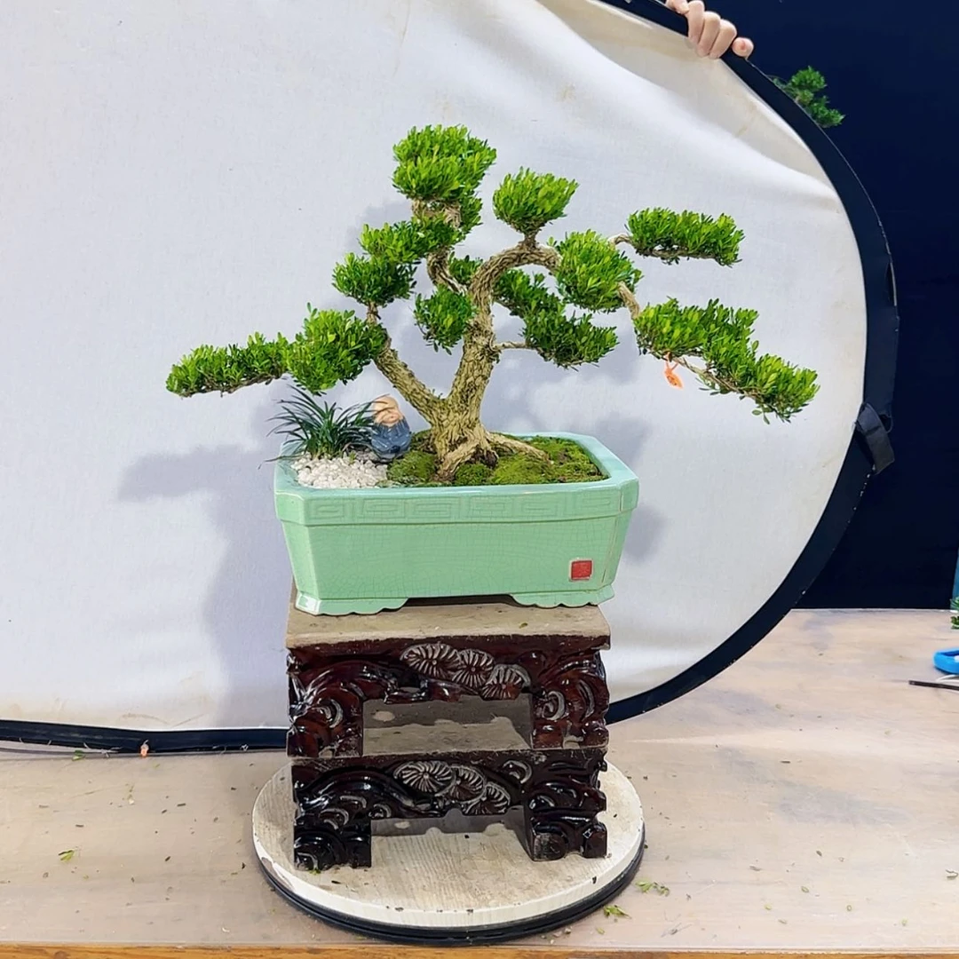 【闪购商品】高端黄杨盆景艺术