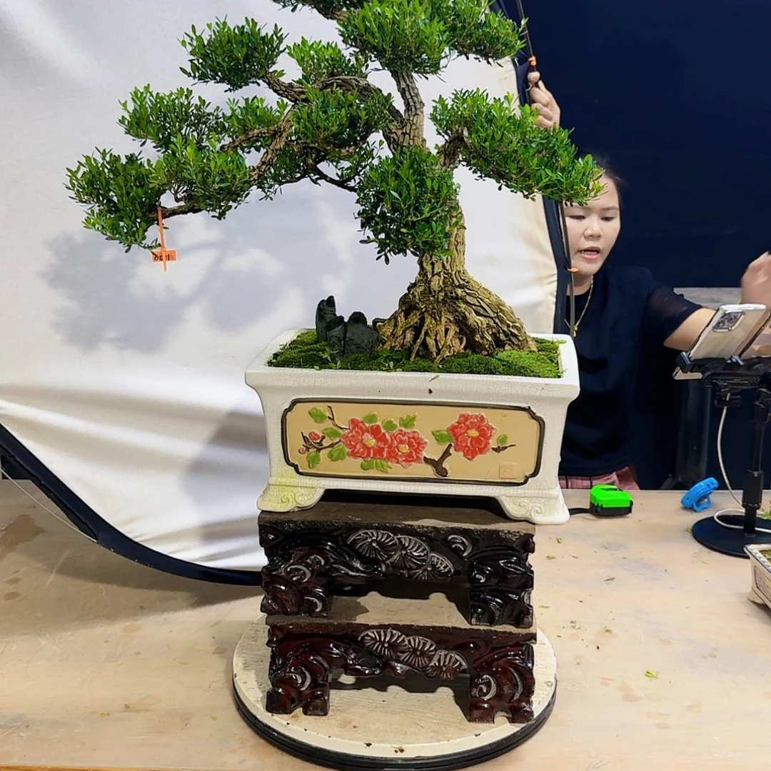 【闪购商品】高端盆景艺术作品