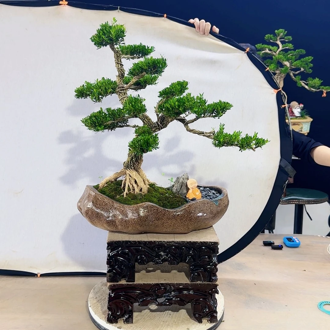 【闪购商品】高端盆景艺术作品