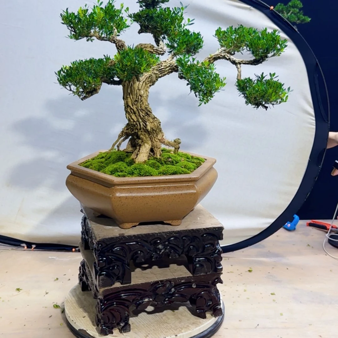 【闪购商品】高端黄杨盆景艺术