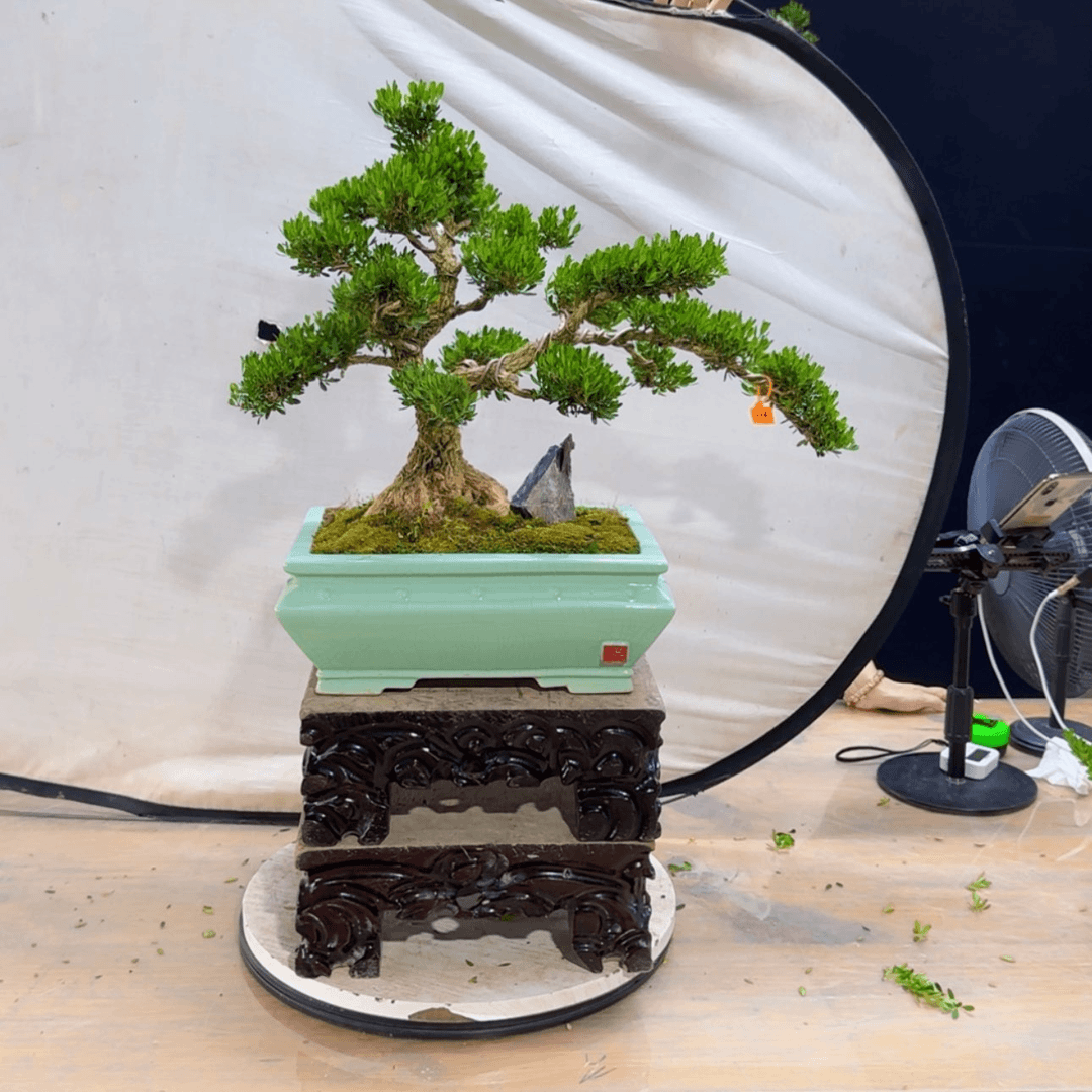 【闪购商品】高端黄杨盆景艺术