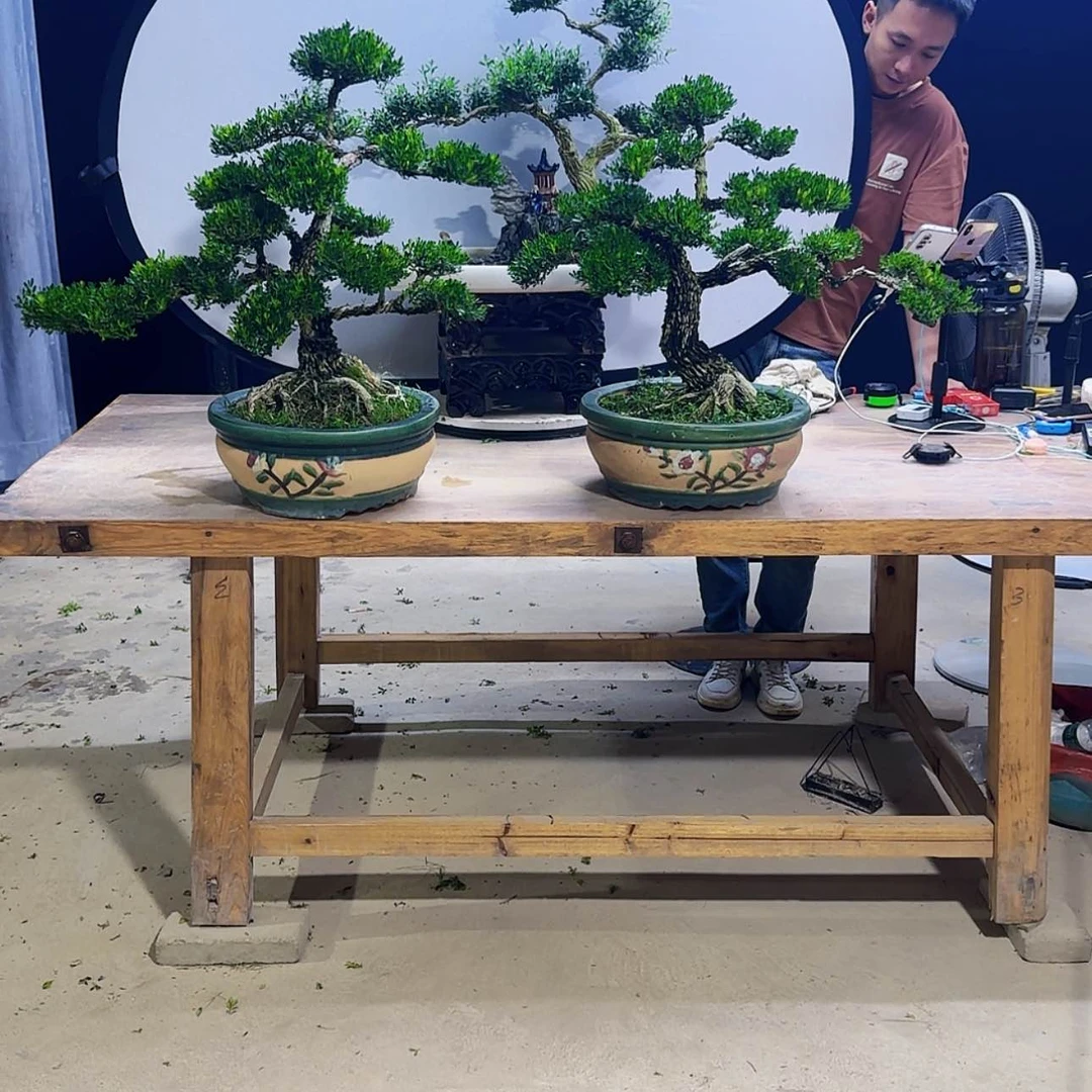 【闪购商品】高端盆景艺术作品一**叔
