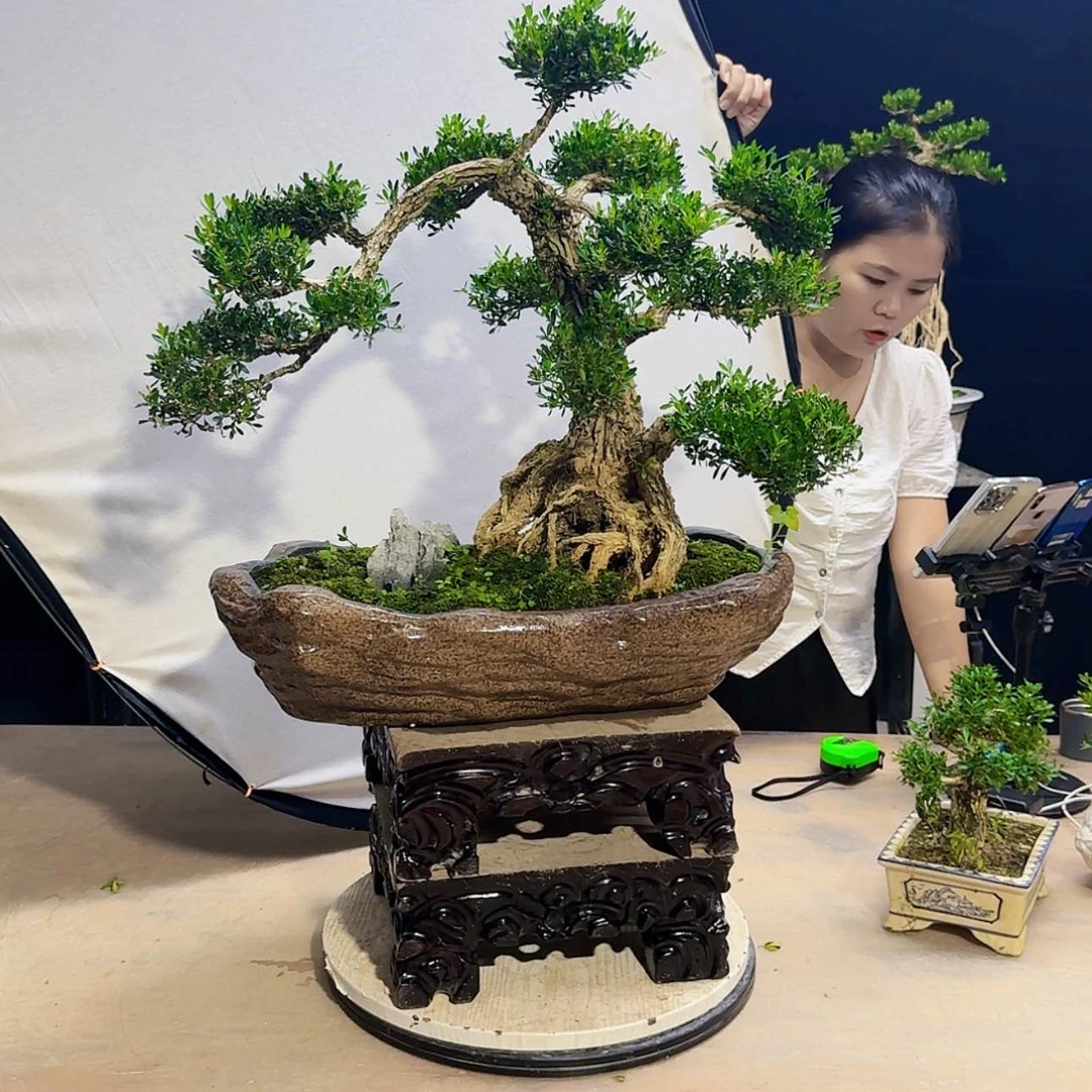 【闪购商品】高端盆景艺术作品