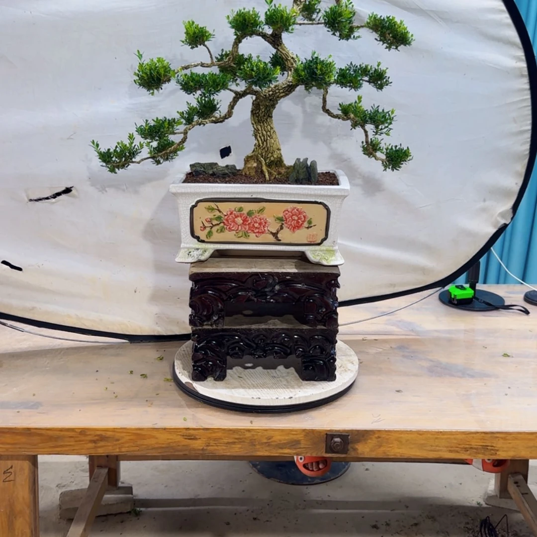【闪购商品】高端盆景艺术作品