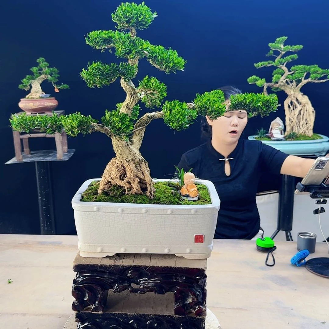 【闪购商品】高端盆景艺术作品