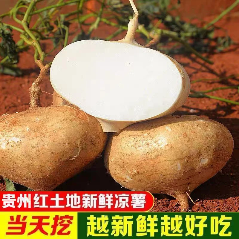 贵州地萝卜凉薯白地瓜沙葛土番薯土瓜生吃当季新鲜蔬菜水果1/3斤