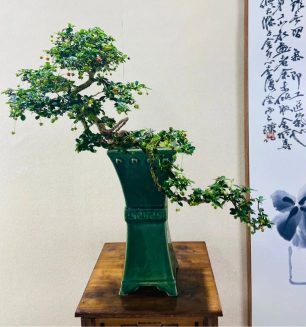 海岛精品盆景（一物一拍3号链接）