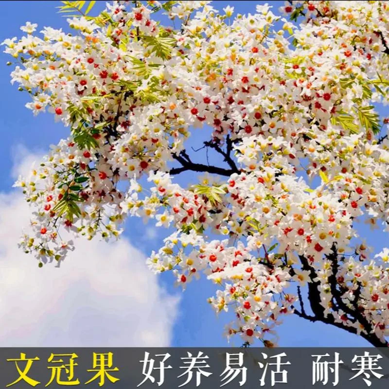 文冠花树苗 耐寒庭院花园植物 耐贫瘠 耐干旱 四季好养易活春季