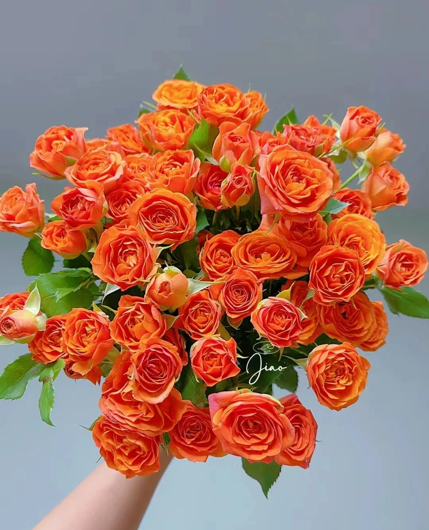 鲜花  C多头玫瑰  橙色芭比8支+2支不售后  两单包邮