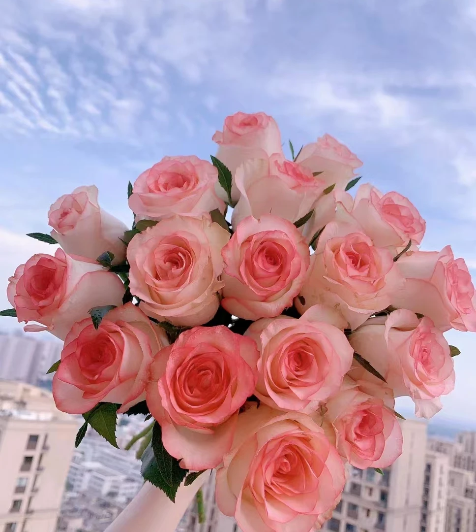 鲜花  单头玫瑰  艾莎15支+5支不售后  两单包邮