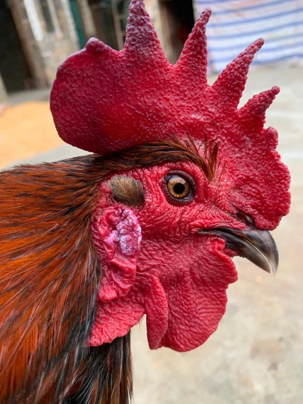 农村走乡串户乡村精选土鸡。品质保证