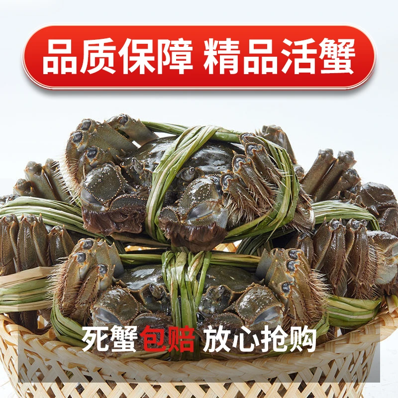 D【洪掌柜活蟹】洪泽湖水域大闸蟹25母规格（2.5-2.2两） 10只装母蟹