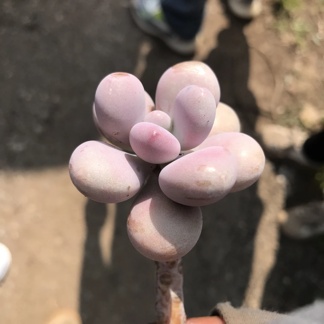 桃蛋老桩单头起多肉2颗—满15包邮