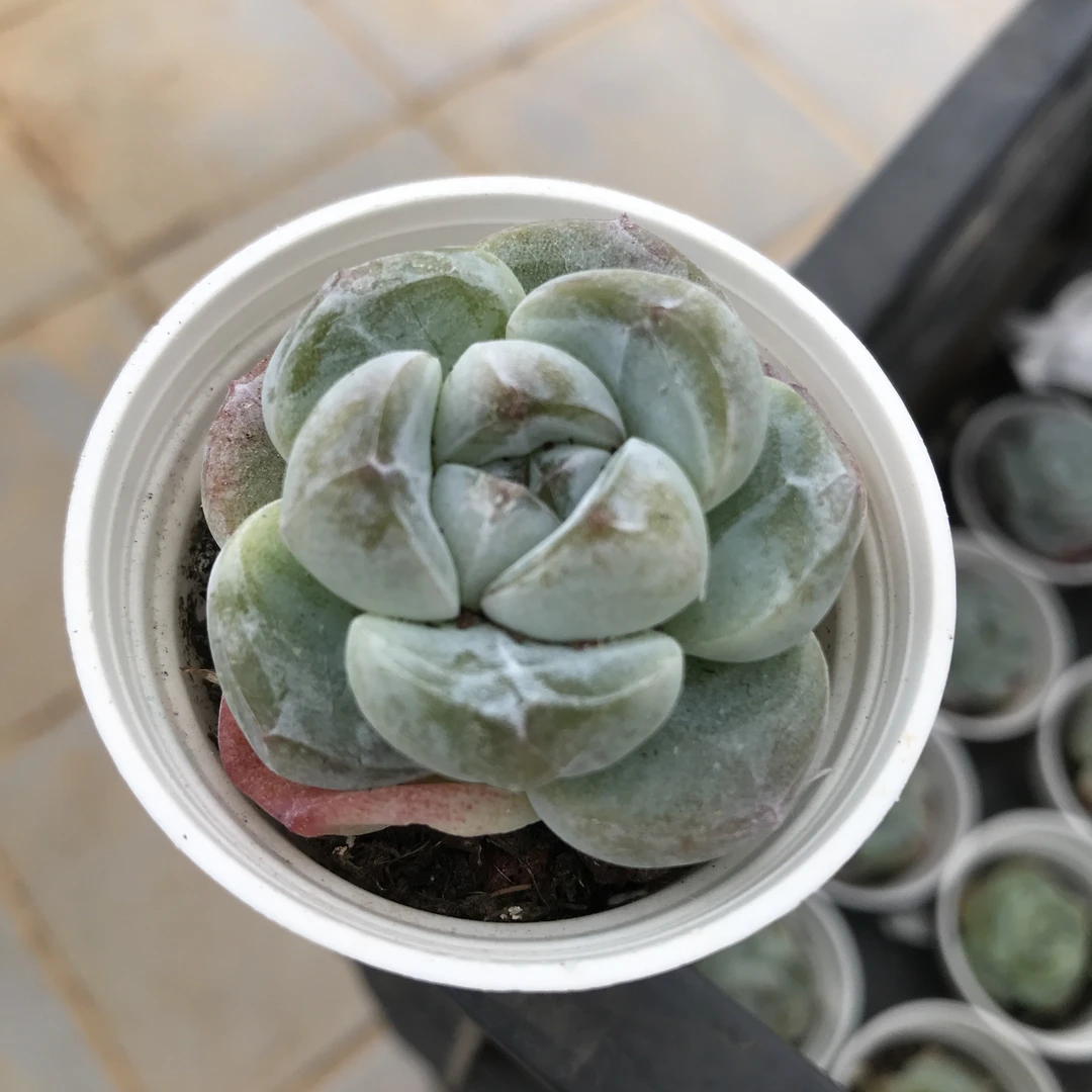 精控冰玉15颗单头起带盆土多肉—满15包邮