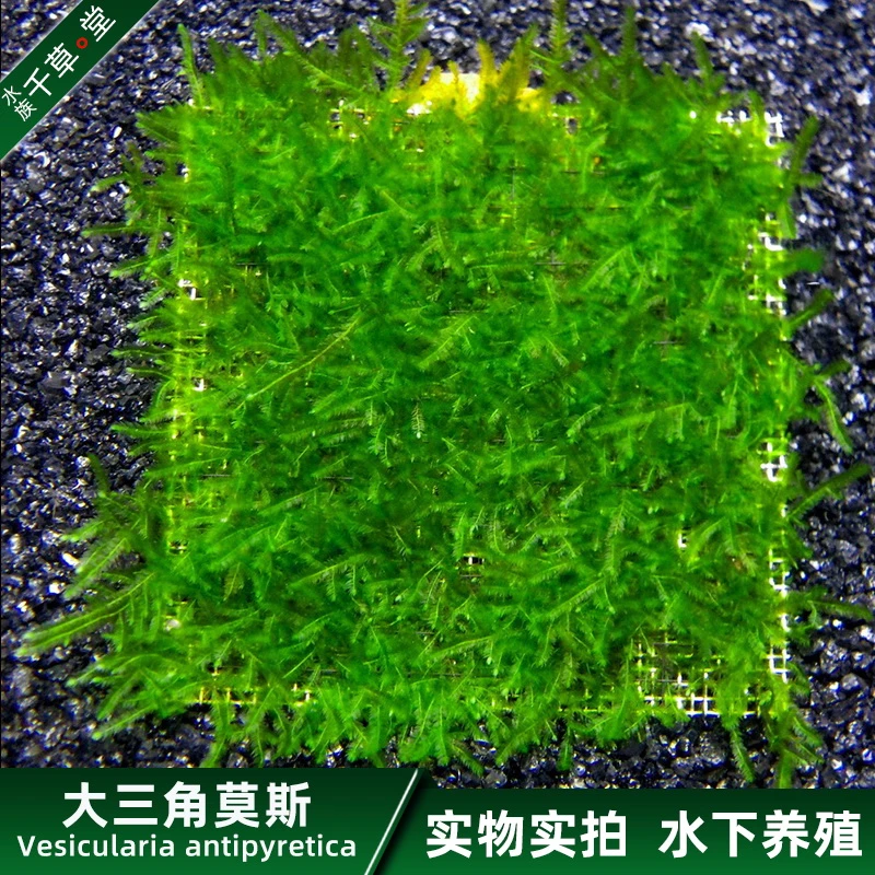 千草堂水族包邮莫斯网片水草活体植物鱼缸草缸懒人造景大三角莫丝