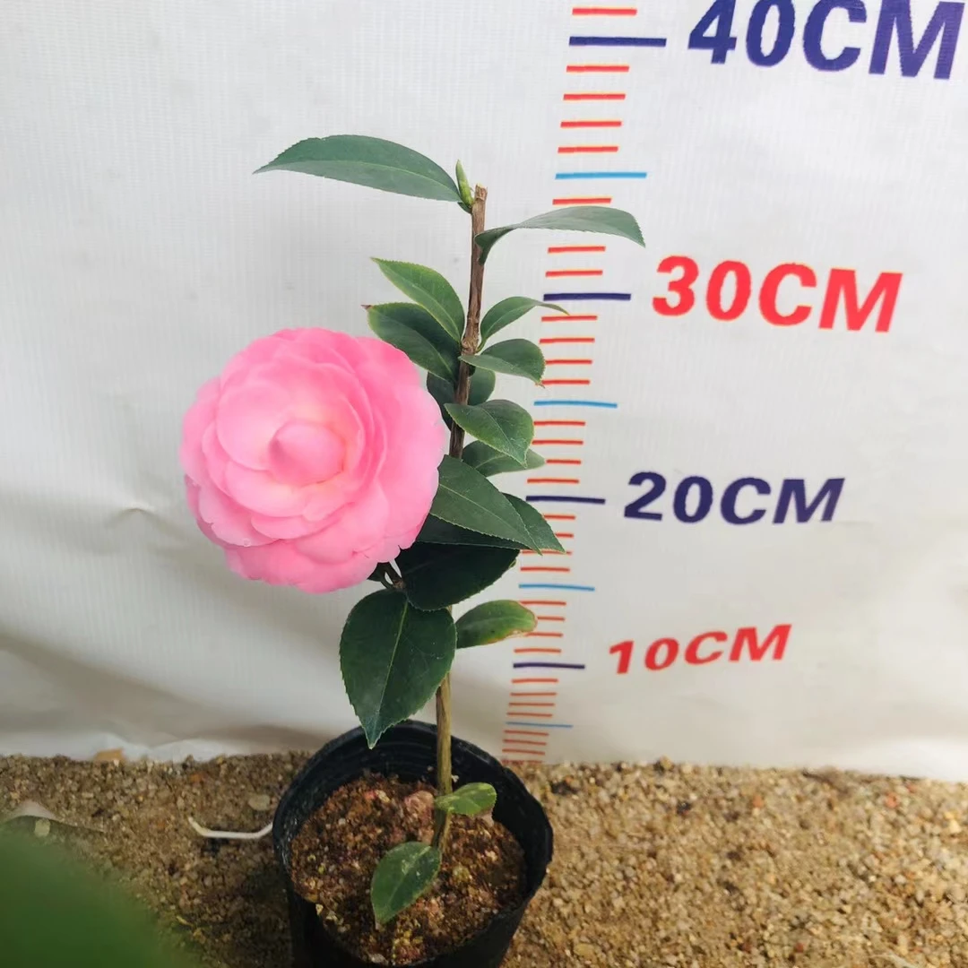 纯水屋又名沃特豪斯品种茶花苗福建龙岩花卉盆栽庭院阳台绿植